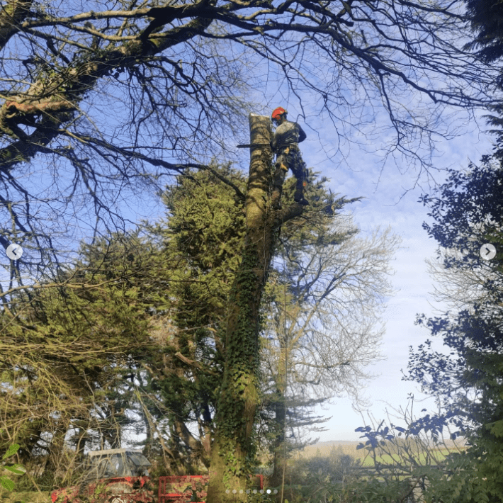 Man at the top of the tree, cutting the tree with a chain saw