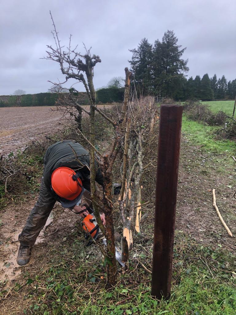 Man cutting smaller tree with a chainsaw