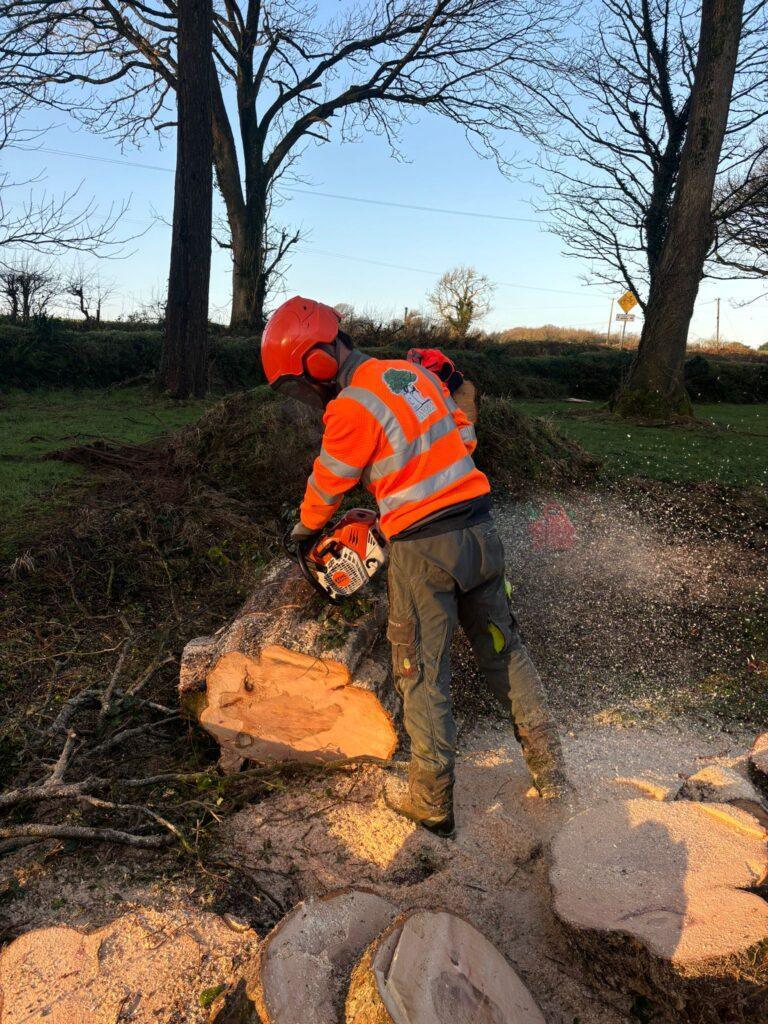 Man cut tree with a chainsaw