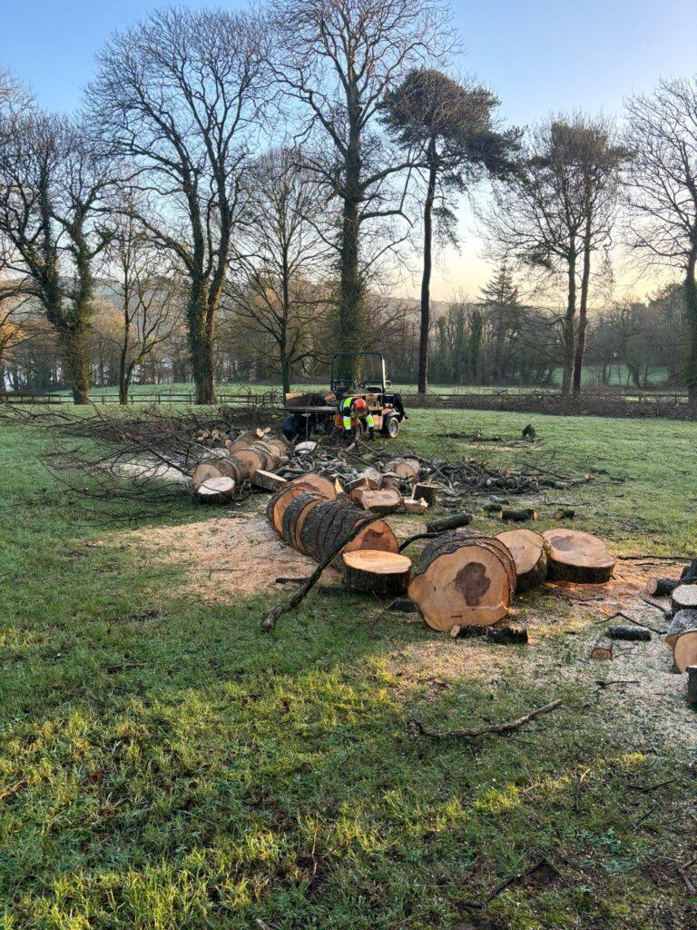 Tree cut into smaller peices in a field and saw dust laying around