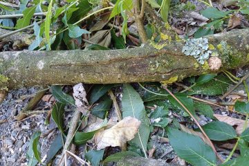 Symptoms of Ash Dieback-2