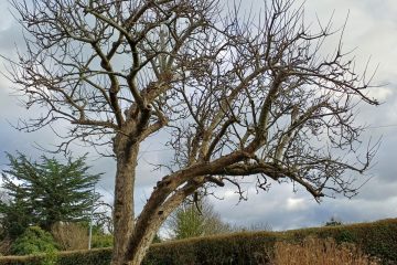 fruit trees-1