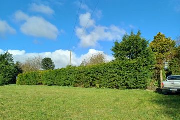 hedge-removal-1